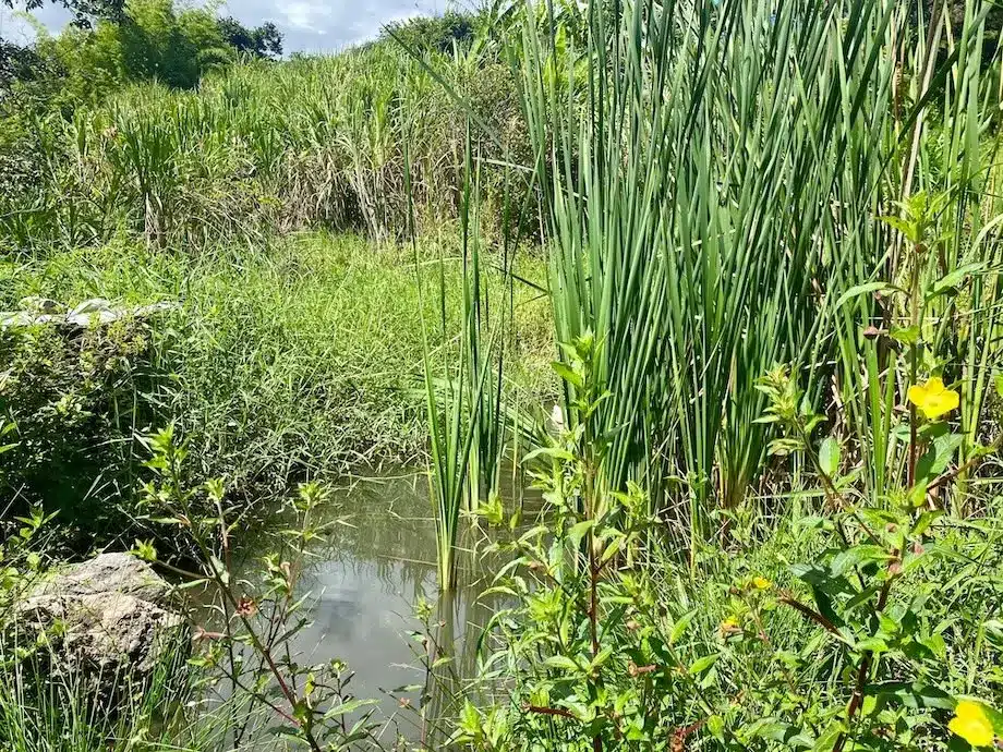 10 Pond