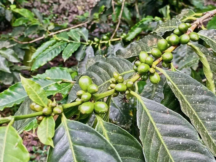 8 Coffee plant